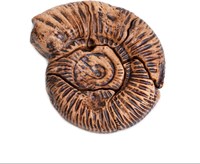 Guidecraft puzzle fossile magnetico 3D ammonite giocattolo-2