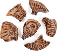 Guidecraft puzzle fossile magnetico 3D ammonite giocattolo-3