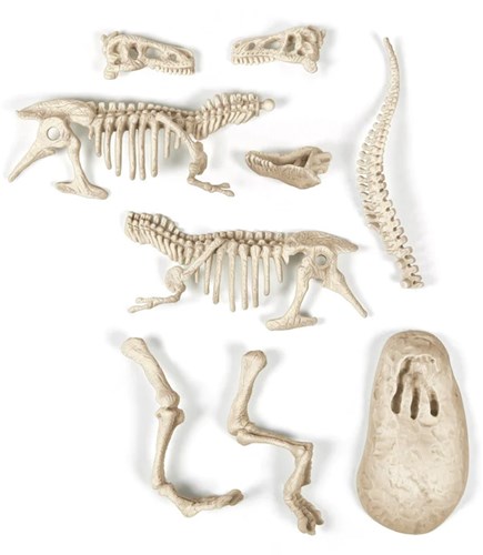 Clementoni giocattolo archeologia T-Rex fluorescente 7+ educativo-2