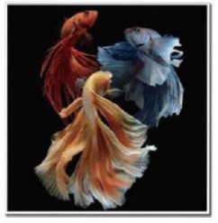 Pittura diamante Pisces DL4040/105