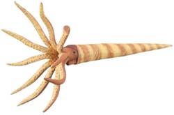 Collecta figura da gioco Orthoceras animale preistorico PVC 13 cm