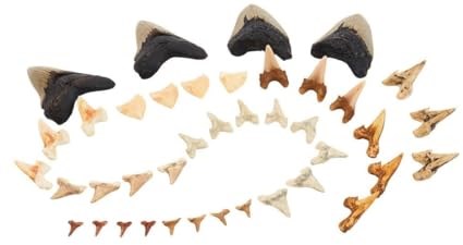 Guidecraft giocattolo Super Shark Teeth set - 40 pezzi - educativo