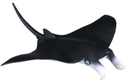 COLLECTA Manta - (M)