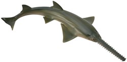 COLLECTA Sawfish - (M)