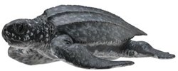 COLLECTA Tartaruga liuto - (M)