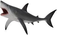 COLLECTA White Shark - (XL)-2