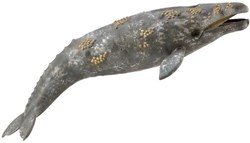 COLLECTA Balena Grigia - (XL)