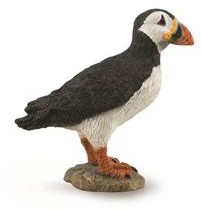 Puccinella di mare COLLECTA - (M)