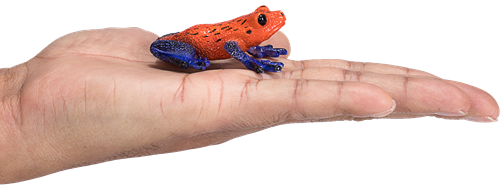 Mojo Wildlife giocattolo Rana Dart Velenosa - 381016-3