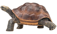 Mojo Wildlife speelgoed Reuzenschildpad - 387259