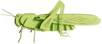 Modello 3D in carta FRIDOLIN - Cavalletta