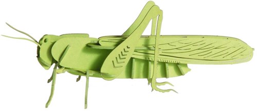 Modello 3D in carta FRIDOLIN - Cavalletta