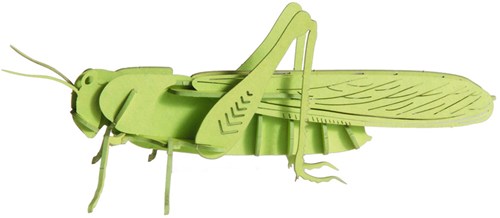 Modello 3D in carta FRIDOLIN - Cavalletta-2