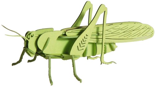 Modello 3D in carta FRIDOLIN - Cavalletta-3