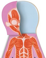 Puzzle magnetico Hape sul corpo umano-3
