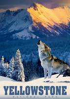 Alipson Puzzle Yellowstone Wolf - Puzzle 500 pezzi per adulti