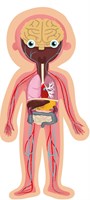 APLI Kids gioco educativo magnetico corpo umano anatomia 63 pezzi-2