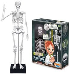 Buki scheletro giocattolo educativo 45 cm imparare l'anatomia