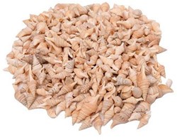 Colorations conchiglie giocattolo Turrid 400g creazioni creative