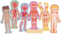 Puzzle magnetico Hape sul corpo umano