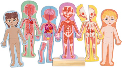 Puzzle magnetico Hape sul corpo umano