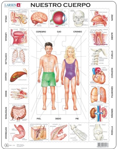 Larsen puzzle - puzzle educativo a cornice Nuestro Cuerpo spagnolo 35 pezzi