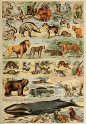 Grafika puzzle animali XIX secolo 1000 pezzi educativo cartone