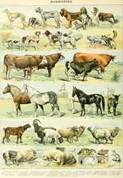 Grafika puzzle animali 1000 pezzi - giocattolo educativo in cartone