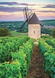 Nathan Moulin Sorine - Vignoble de Santenay - Bourgogne - 1000 Teile