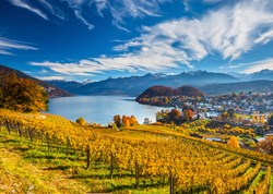 Schmidt puzzle vigneti 2000 pezzi - puzzle paesaggio