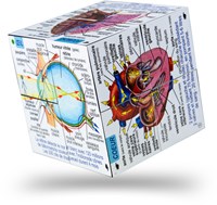 Bigjigs Corpo Umano